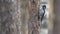 Eurasian three-toed woodpecker Picoides tridactylus