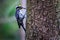 The Eurasian three-toed woodpecker, Picoides tridactylus