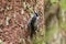 Eurasian Three-toed woodpecker Picoides tridactylus close up