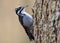 Eurasian Three-toed woodpecker Picoides tridactylus close up