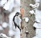 Eurasian three-toed woodpecker (Picoides tridactylus) female feeding.