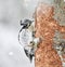 Eurasian three-toed woodpecker (Picoides tridactylus) female feeding in the forest