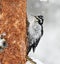 Eurasian three-toed woodpecker (Picoides tridactylus) female in the forest
