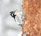 Eurasian three-toed woodpecker (Picoides tridactylus) female in snowfall