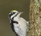 Eurasian three-toed woodpecker (Picoides tridactylus) male closeup.