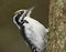 Eurasian three-toed woodpecker (Picoides tridactylus) male closeup in the forest