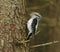 Eurasian three-toed woodpecker (Picoides tridactylus) male feeding motion blur.