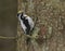 Eurasian three-toed woodpecker (Picoides tridactylus) male in the forest