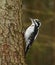 Eurasian three-toed woodpecker (Picoides tridactylus) male in the forest in winter.