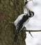 Eurasian three-toed woodpecker (Picoides tridactylus) male looking for food.