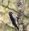 Eurasian three-toed woodpecker (Picoides tridactylus) male looking for food