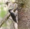 Eurasian three-toed woodpecker (Picoides tridactylus) male on a nest.