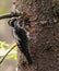 Eurasian three-toed woodpecker (Picoides tridactylus) male on a nest