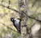 Eurasian three-toed woodpecker (Picoides tridactylus) male on a rotten birch
