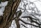 The Eurasian tree creeper common treecreeper climbing up the tree in winter park.