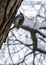 The Eurasian tree creeper common treecreeper climbing up the tree in winter park.