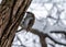 The Eurasian tree creeper common treecreeper climbing up the tree in winter park.