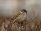 Eurasian Tree Sparrow