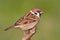 Eurasian Tree Sparrow