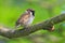 Eurasian tree sparrow