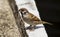 A Eurasian Tree Sparrow Bird perched on a concrete ledge