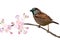 Eurasian tree sparrow bird sitting on the blossom branch in spring