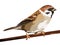 Eurasian Tree Sparrow Bird Vector