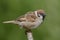 Eurasian tree sparrow close posing for a clean portrait on simple perch