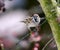 Eurasian tree sparrow collecting material for its nest