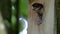 Eurasian tree sparrow feeds insect, the Netherlands