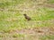 Eurasian tree sparrow on green lawn 1