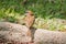 Eurasian Tree Sparrow is on the ground,