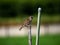 Eurasian tree sparrow beside a Japanese garden 1