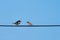 Eurasian Tree Sparrow and Oriental magpie robin. Two birds talking on cables and leave space for text input