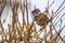 Eurasian tree sparrow, passer montanus