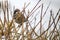 Eurasian tree sparrow, passer montanus
