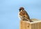 Eurasian Tree Sparrow - Passer montanus perched on a fence post.