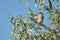 Eurasian tree sparrow, Passer montanus perched in a willow