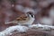 Eurasian tree sparrow Passer montanus, small brown bird sitting on wood root, first snow with animals, little songbird