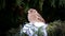 Eurasian tree sparrow Passer montanus winter, snow, snowflakes, winter snow