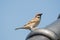 Eurasian tree sparrow perched on top of roof, bird, nature, animal