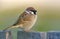 Eurasian tree sparrow posing perched on old looking wooden garden fence