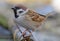 Eurasian tree sparrow posing for a very close and tight portrait shot