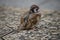 Eurasian Tree Sparrow resting on the ground