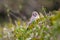 Eurasian tree sparrow singing in a hedge or tree as garden bird in a park habitat as waiting house sparrow in spring for mating