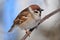 Eurasian tree sparrow sitting sideways on a thin branch very close.