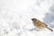 Eurasian tree sparrow on the snowy ground.