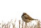 Eurasian tree sparrow, white background.