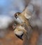 Eurasian Tree Sparrows battle in air