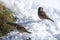 Eurasian tree sparrows on the frozen ground